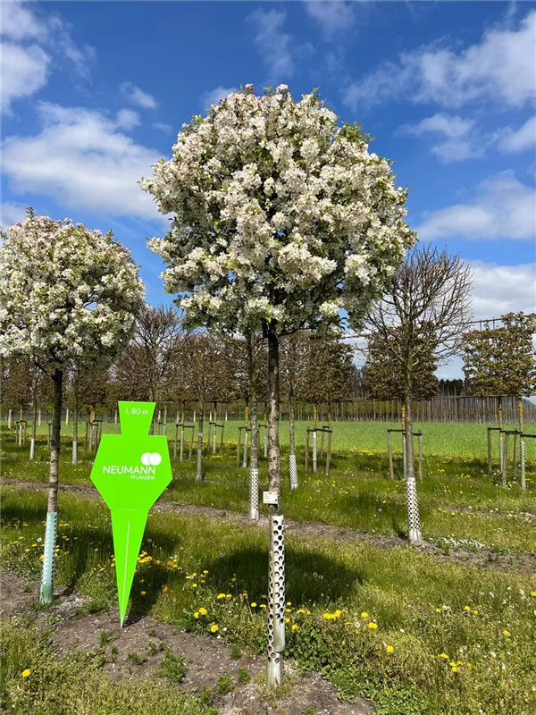 Malus 'Evereste' -R-