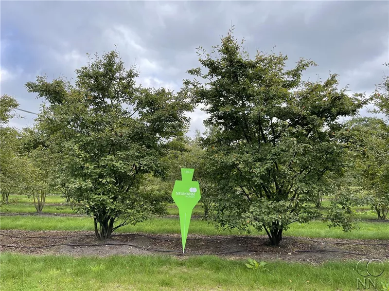 Amelanchier lamarckii