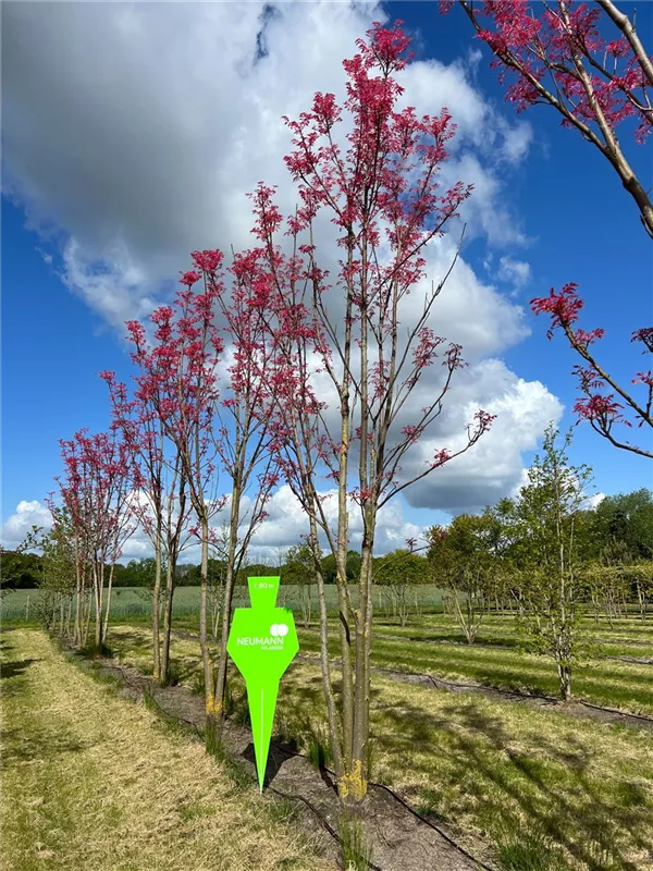 Toona sinensis 'Flamingo'