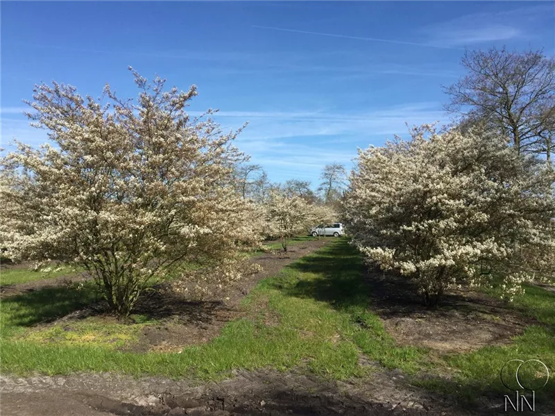 Amelanchier lamarckii