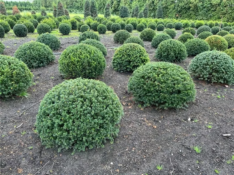 Taxus baccata