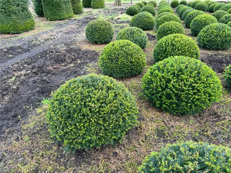 Taxus baccata