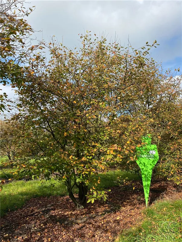 Amelanchier lamarckii