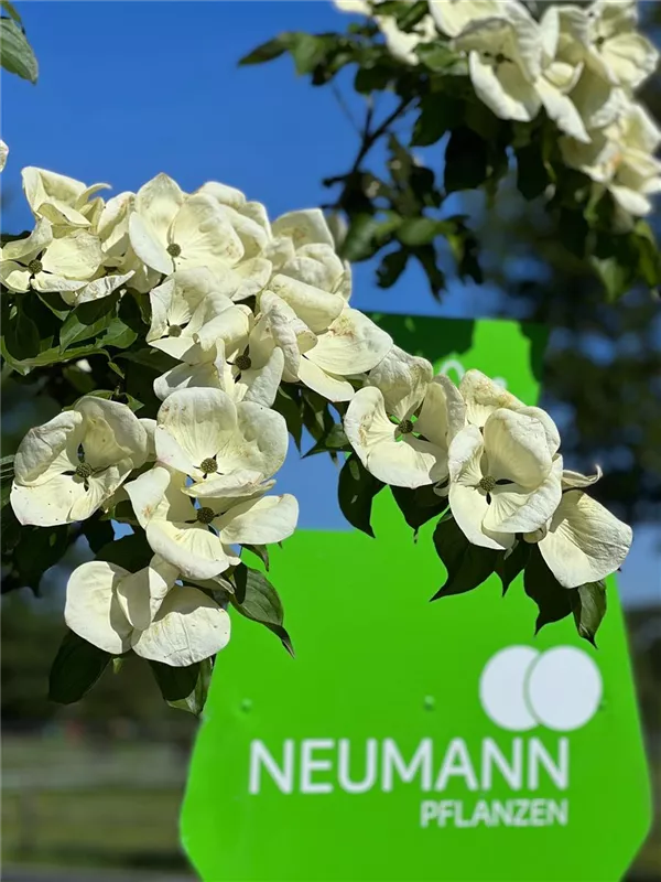 Cornus kousa 'Venus' -R-