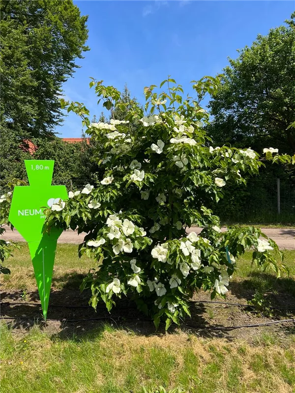 Cornus kousa 'Venus' -R-