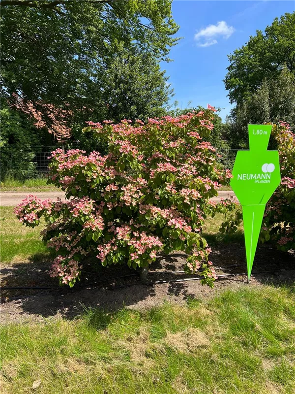 Cornus kousa 'Satomi'