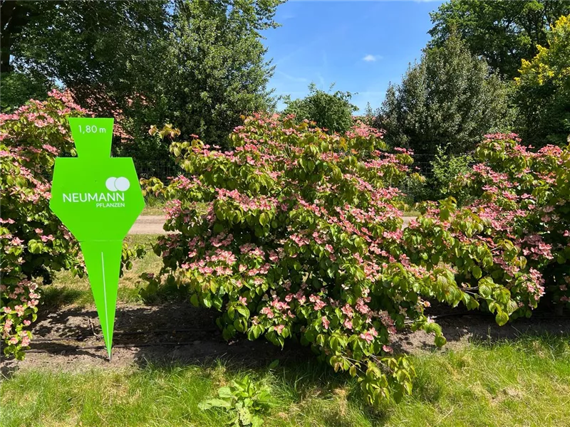 Cornus kousa 'Satomi'