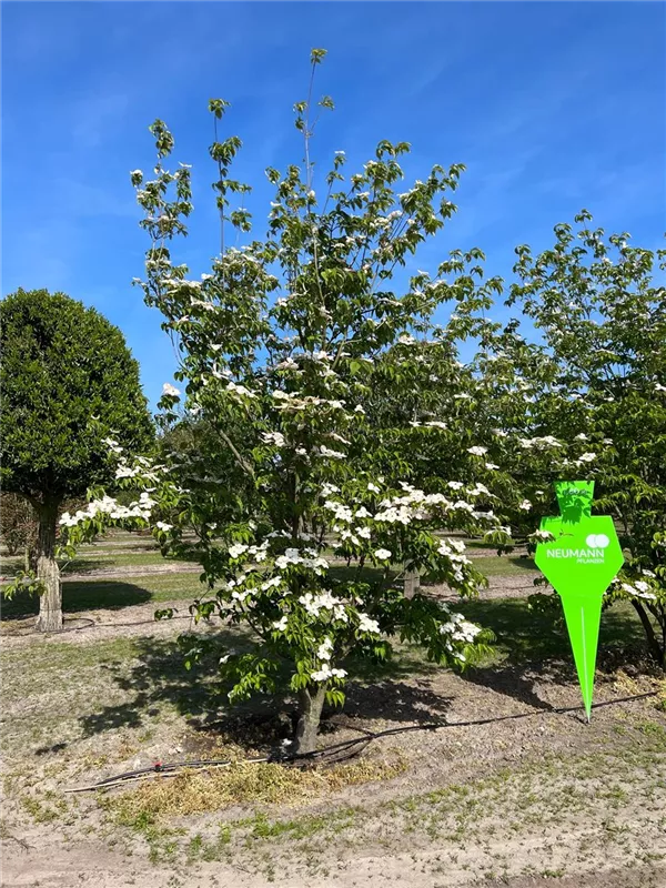 Cornus 'Stellar Pink' -R-