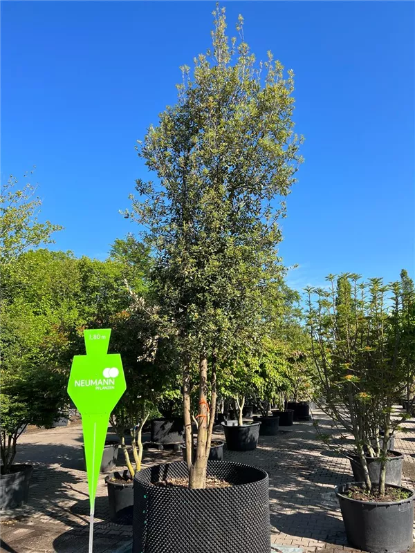 Quercus ilex