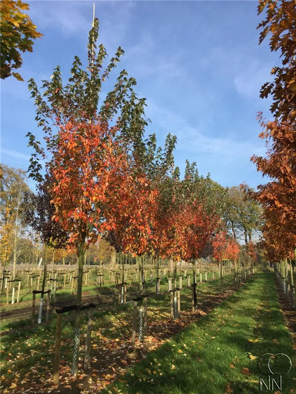 Acer freemanii 'Autumn Blaze'