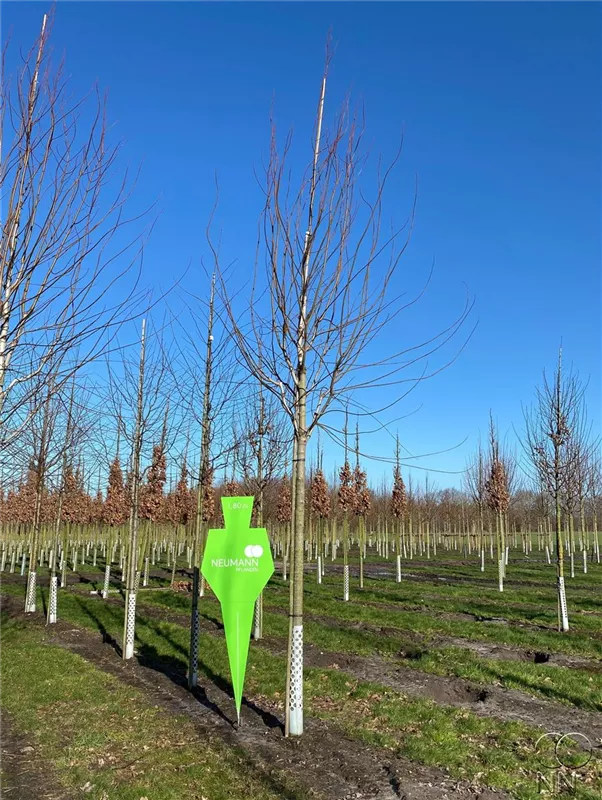 Acer freemanii 'Autumn Blaze'