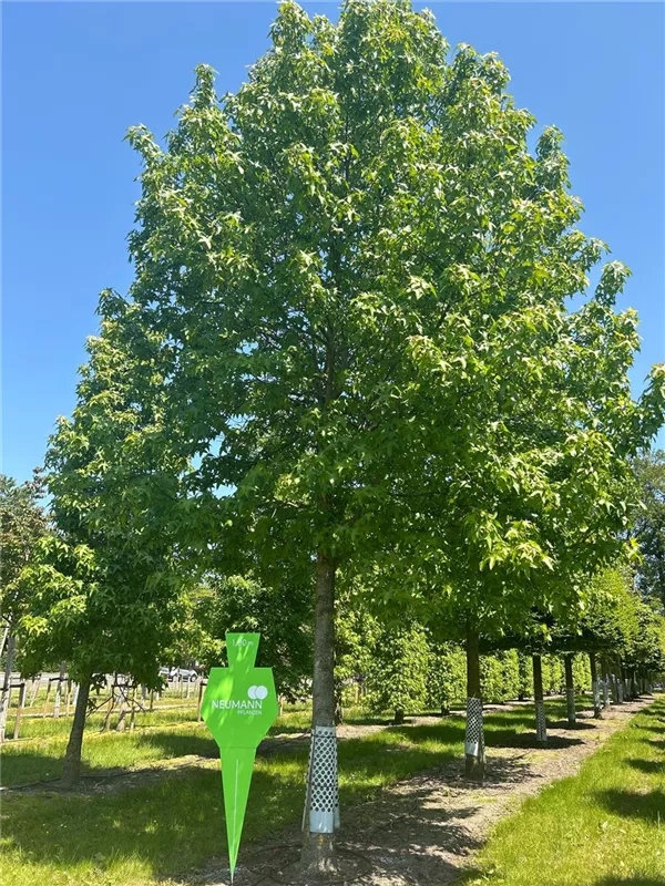 Liquidambar styraciflua 'Palo Alto'
