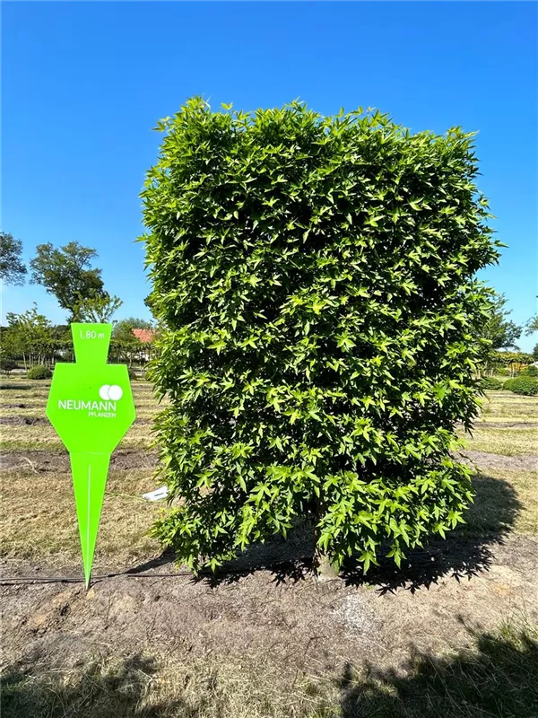 Liquidambar styraciflua