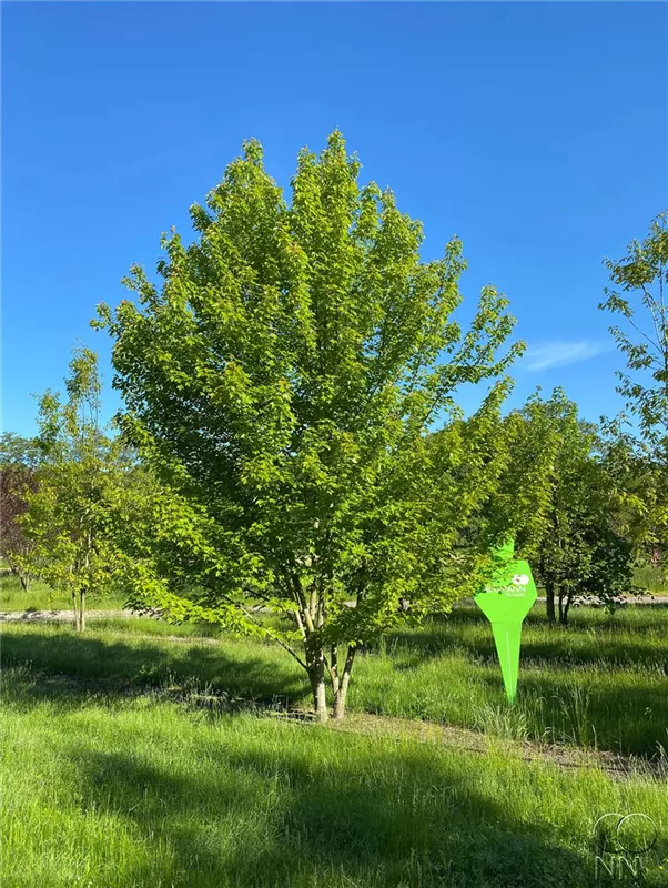 Acer ginnala