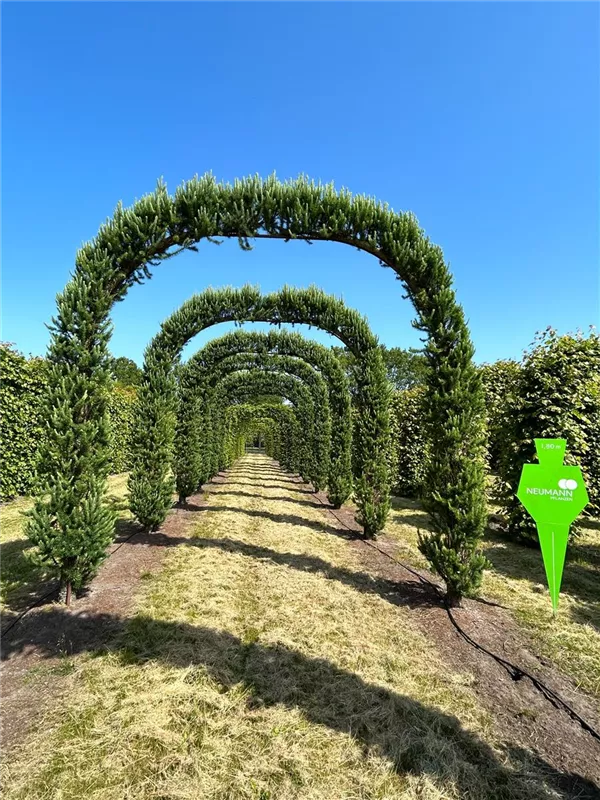 Larix kaempferi 'Jakobsen's Pyramid'