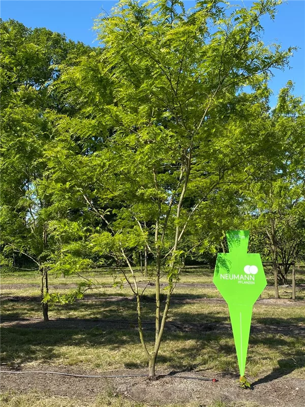 Gleditsia triacanthos 'Skyline'