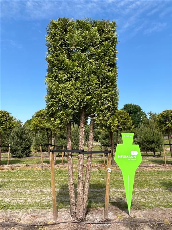 Thuja occidentalis 'Brabant'