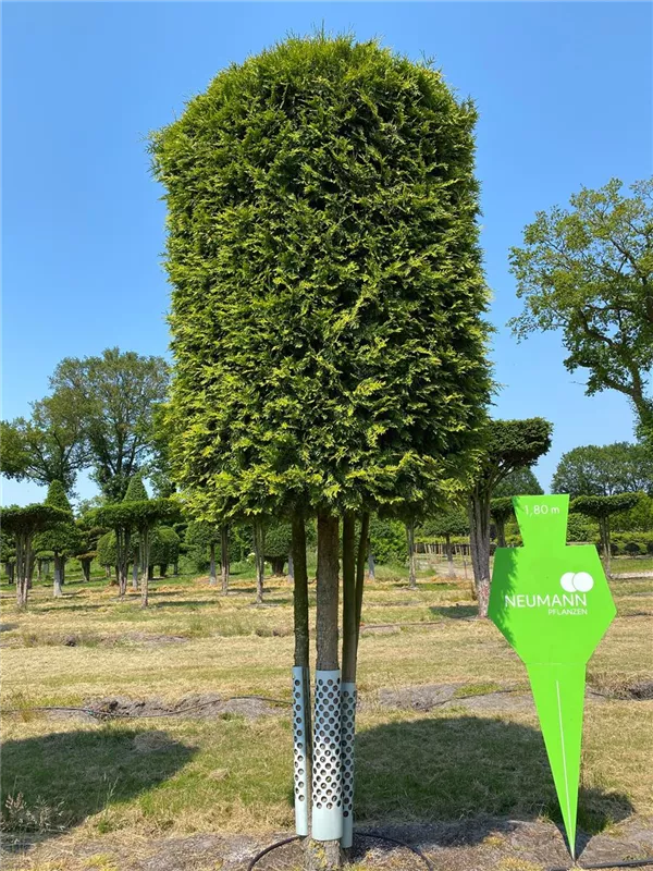 Thuja occidentalis 'Brabant'