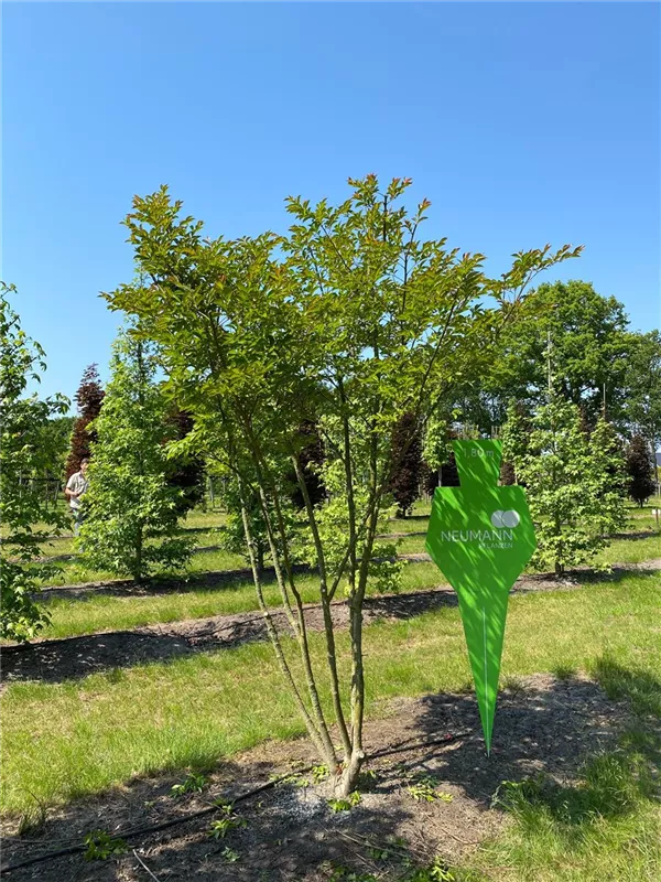 Lagerstroemia indica 'Tuscarora'