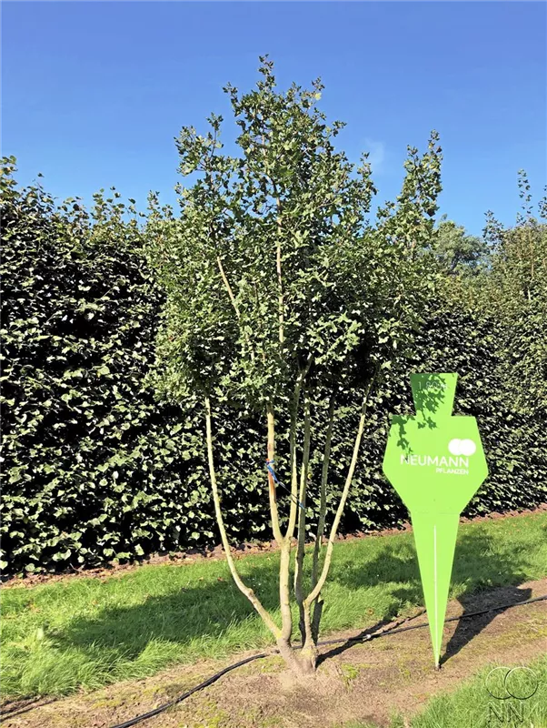 Acer monspessulanum