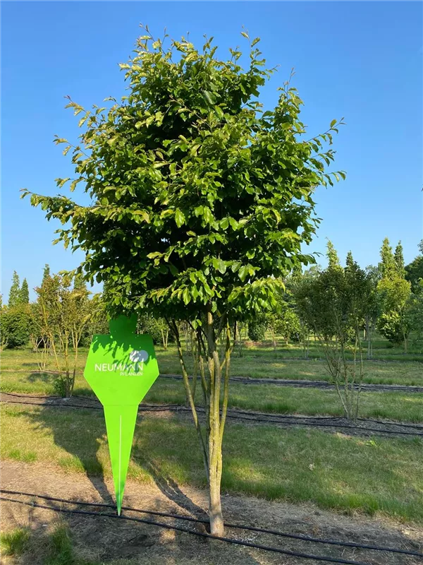 Parrotia persica 'Vanessa'