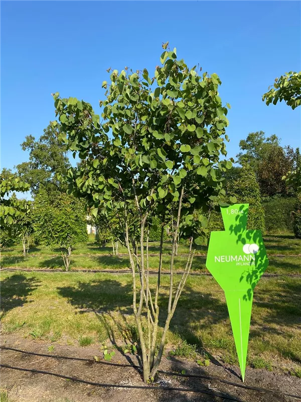 Cercis siliquastrum